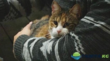 În kotokafa chilian, pisicile fără adăpost aleg stăpânii lor - cele mai recente știri