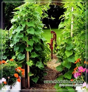 Gradina verticala sau cum se fac suporturi pentru legume, un site despre o gradina, o resedinta de vara si plante de casa