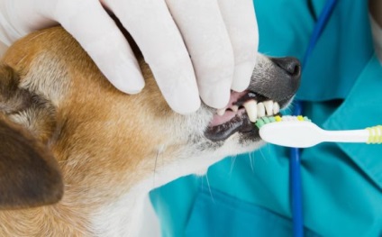 Veterinar-dentist în Perm adrese, prețuri, recenzii