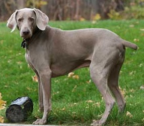 Weimaraner, rase de câini, animale și rase