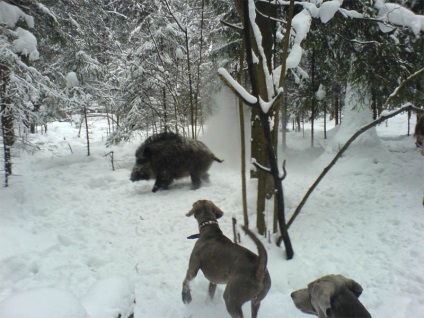 Weimaraner - fantomă gri - muguri de viață