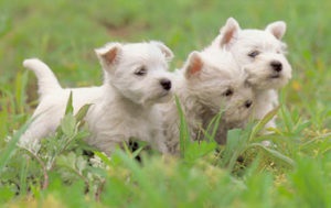 Selectarea unui cățeluș de vestik - vestik, terrier albi de vest, câmp vestik sau vesthayldensky