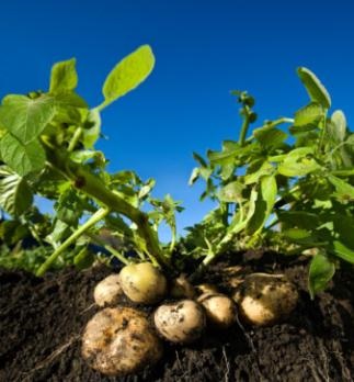 Cultivarea cartofilor sub fân