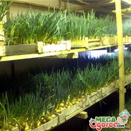 Cultivarea cepei în subsol