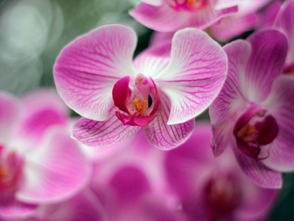 Növekvő orchideák otthon - 12 tippek gondozásában egy orchidea ház