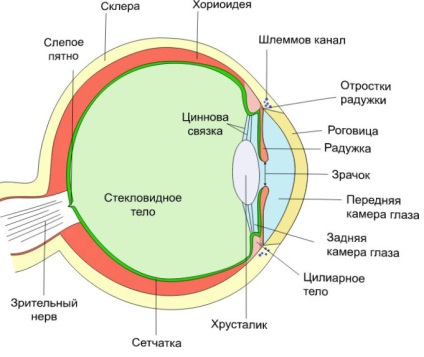 Vitrectomia (vitreoctomia) ce este această operație (descriere completă)