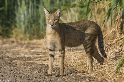 În Israel, a salvat două pisici tinere de trestie de zahăr