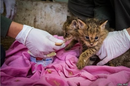 În Israel, a salvat două pisici tinere de trestie de zahăr