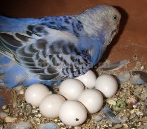 Papagalii goi și corella cât de multe ouă sunt papagalii ciupiți (sha)
