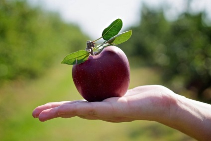Răspunderea și beneficiul merelor pentru sănătatea umană