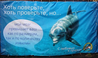 În delfinariul Yalta, vizitatorul a fost mușcat de un delfin (finalizat la 18 35) ~ delfinariul