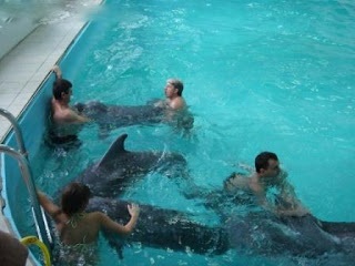 În delfinariul Yalta, vizitatorul a fost mușcat de un delfin (finalizat la 18 35) ~ delfinariul