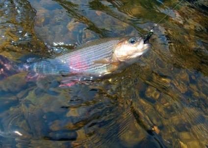 Grayling - bobină mică, da scumpă