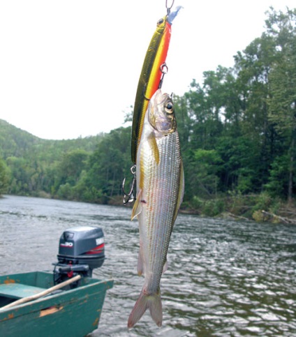 Grayling - bobină mică, da scumpă