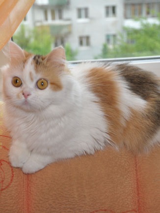 Highland fold pisica fotografie, cumpara, pret, video