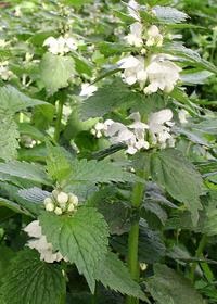 Lamium album (árvacsalán), alkalmazás, terápia