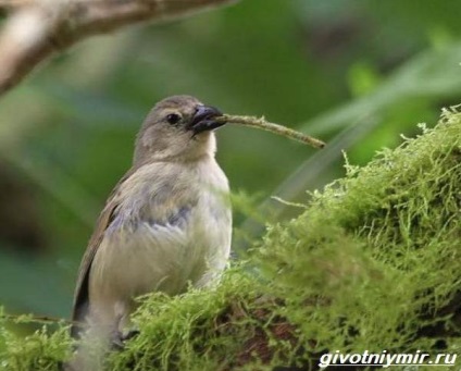 Yurok pasărea 1