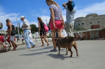 Coasta de Sud a Crimeei, câinii de vânătoare și pisicile scurte, recenzii scurte, voluntari adăpostesc schebinka în