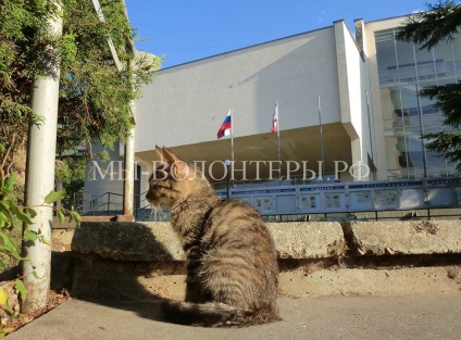 Coasta de Sud a Crimeei, câinii de vânătoare și pisicile scurte, recenzii scurte, voluntari adăpostesc schebinka în