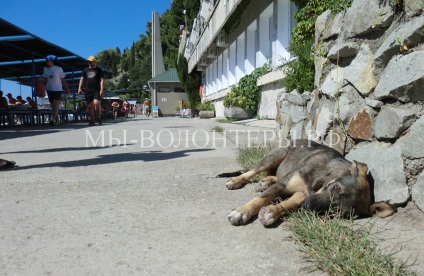 Coasta de Sud a Crimeei, câinii de vânătoare și pisicile scurte, recenzii scurte, voluntari adăpostesc schebinka în