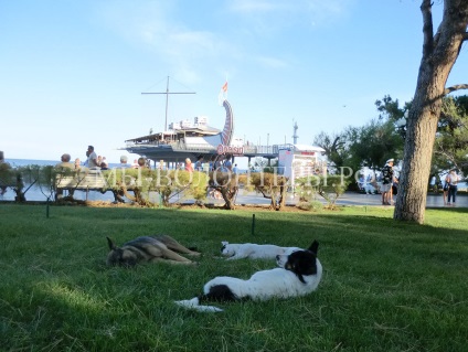 Coasta de Sud a Crimeei, câinii de vânătoare și pisicile scurte, recenzii scurte, voluntari adăpostesc schebinka în