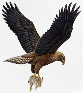 Vulturul de vultur vultur european (aquila chrysaetus fulva) vultur de aur sud-european, gama de caracter