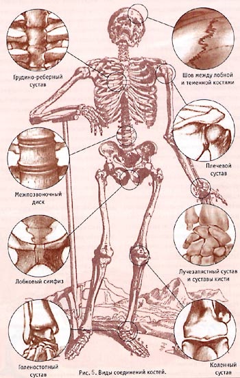 Structura misterioasă a corpului uman