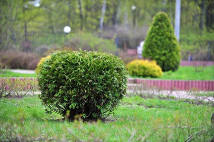 Megapolisul verde, în care sunt plantate copaci și flori la Moscova