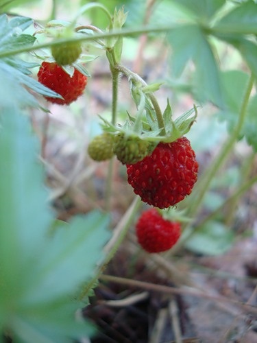 Strawberry fűrészáru