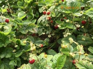 Căpșuni cultivarea cu fructe mici, totul despre plante