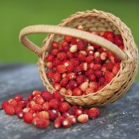 Căpșuni - proprietăți utile