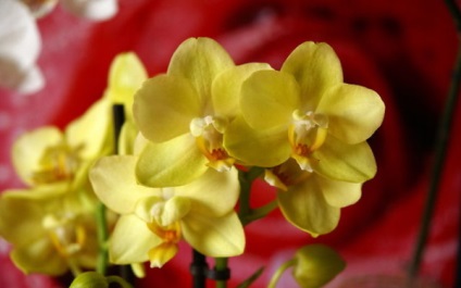 Descriere galbenă Phalaenopsis orhidee și sfaturi despre îngrijire