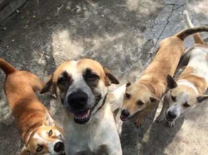 O femeie și-a dedicat viața pentru salvarea câinilor străzii - femeie xo