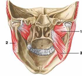 Mușchii mușcați sunt