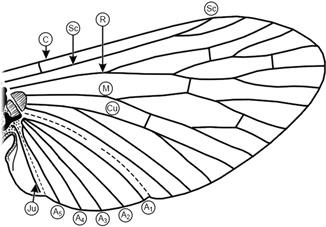 Venirea aripilor de insecte, nomenclatura și semnificația lor - stadopedia