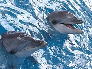 Grăsimile delfinilor au salvat pe locuitorii din Sochi de scorbut și de beriberi