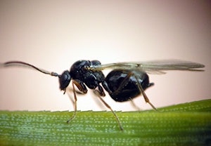 Beetles gândac de coajă