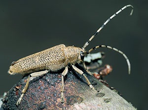 Beetles gândac de coajă