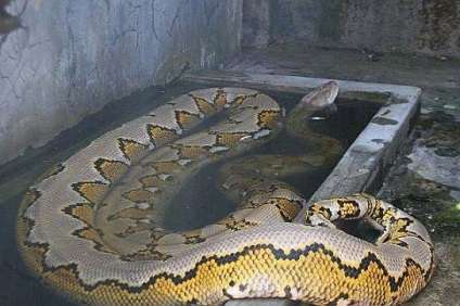 Snake Crookshanks