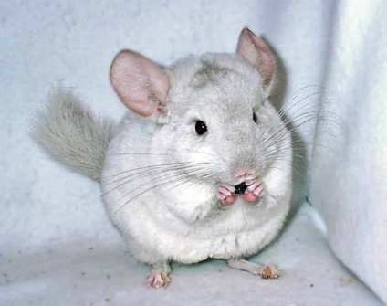 10 Interesante despre chinchilla - sprouts of life