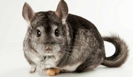 10 Interesante despre chinchilla - sprouts of life