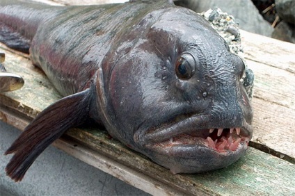 10 Cea mai teribilă fotografie de pește, cel mai groaznic pește din lume fotografie, listă și fotografii ale celor mai înfricoșătoare