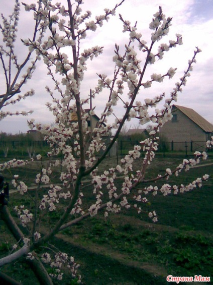 Apricot în Ural, poate o grădină, o grădină este o țară a mamei