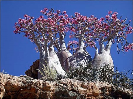 Adenium - trandafirul deșertului