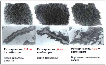 Animale de fermă - ce fel de hrană solidă este mai potrivită pentru dezvoltarea rapidă a vițeilor la un rumegătoare