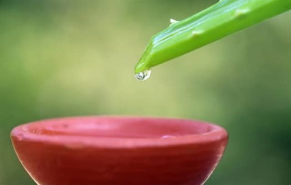 Aloe (centenarul) - proprietatile medicinale ale plantei