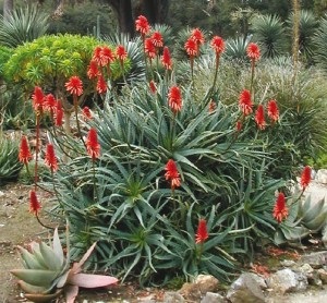 Aloe (centenar) de creștere, compoziție, aplicare