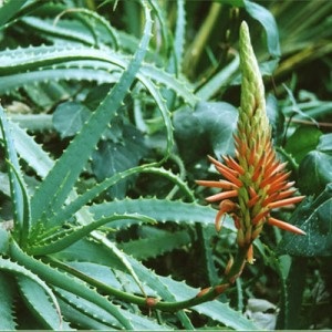Aloe (centenar) de creștere, compoziție, aplicare