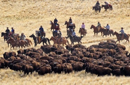 American Bison