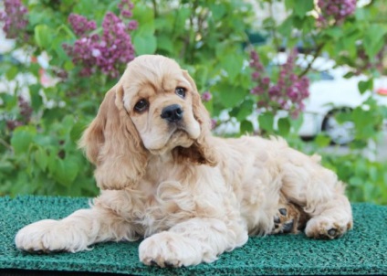 American Cocker Spaniel descrierea rasei cu fotografie